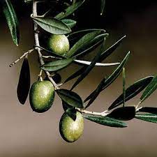 Olive Picual