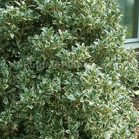Osmanthus Variegatus