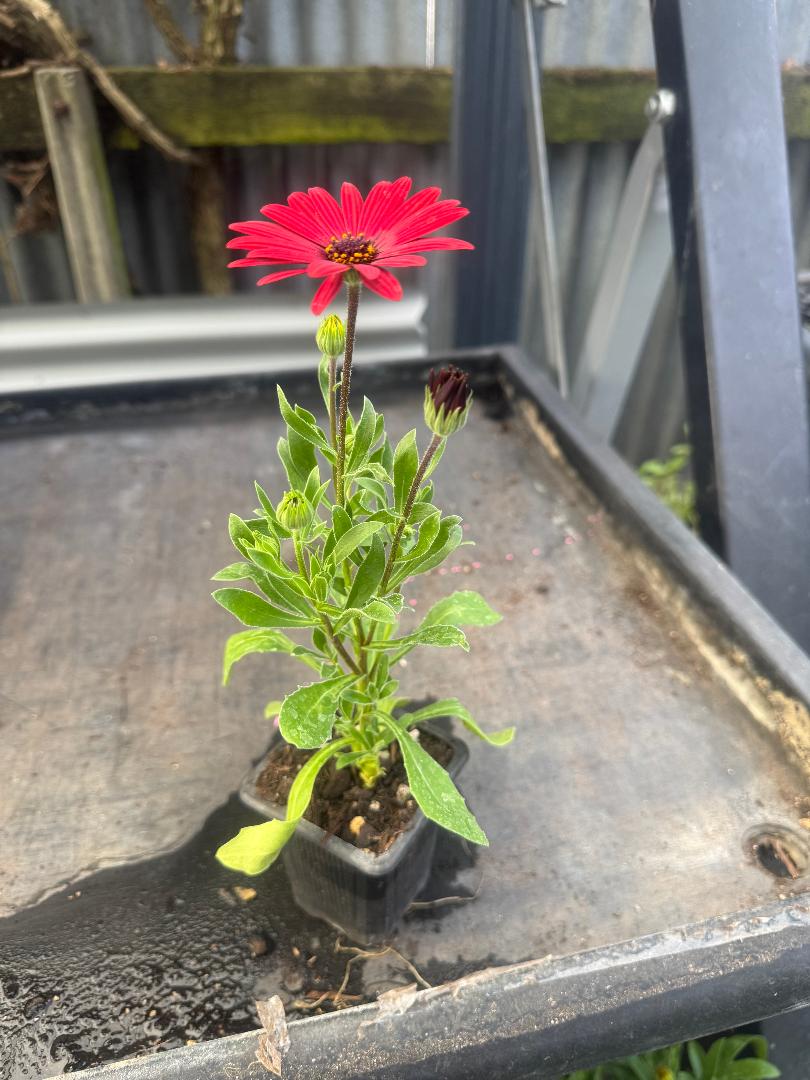 Osteospermum Bright Lights red – A4dibble Plants