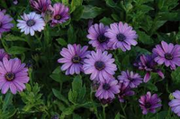 Osteospermum Purple