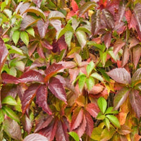 Parthenocissus Quinquefolia- Virgina creeper