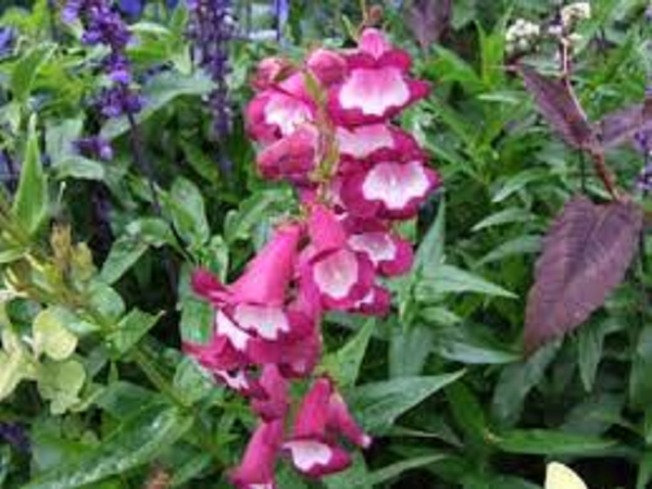 Penstemon Charles Rudd