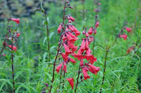 Penstemon Firebird