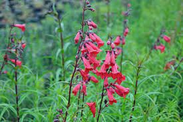 Penstemon Firebird