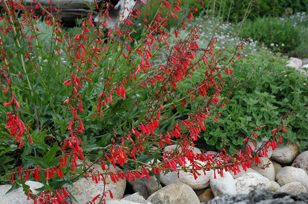 Penstemon Firecracker