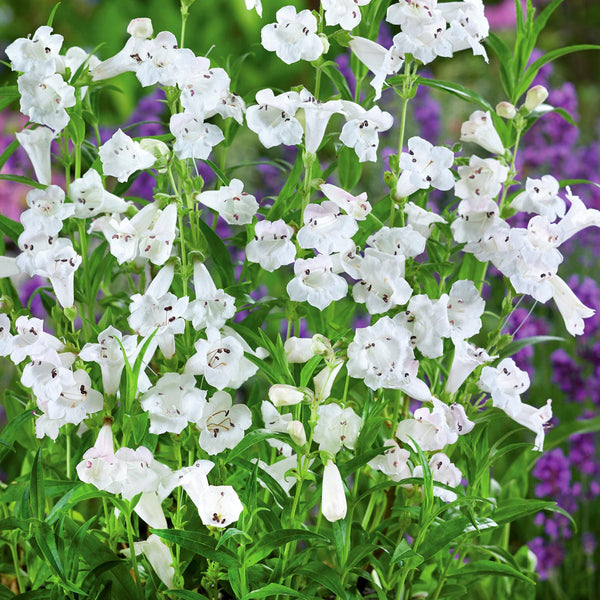 Penstemon Snowstorm