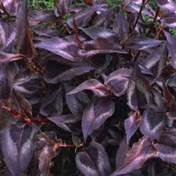 Persicaria Red Dragon