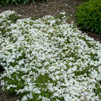 Phlox White Admiral