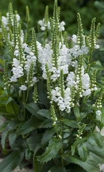 Physostegia Crystal White - Obedient plant x 10 bare rooted