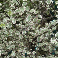 Pittosporum Silver Pillar