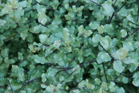 Pittosporum Wrinkle Blue (x50)