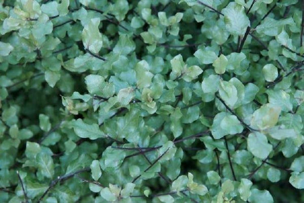 Pittosporum Wrinkle Blue (x50)