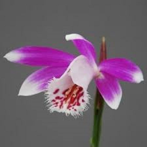 Plieone Orchid - Alishan Farmill