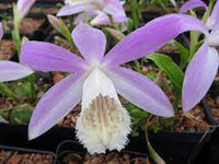 Plieone Orchid - Blush of Dawn