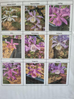 Pleione orchid - mixed unnamed