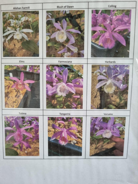 Pleione orchid - mixed unnamed