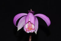 Pleione Orchid Tolima