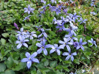 Pratia Puberela - groundcover pale Blue flowers