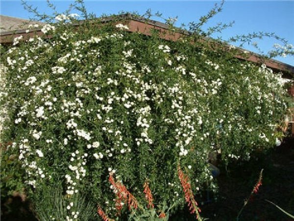 Rose - Banksia Alba