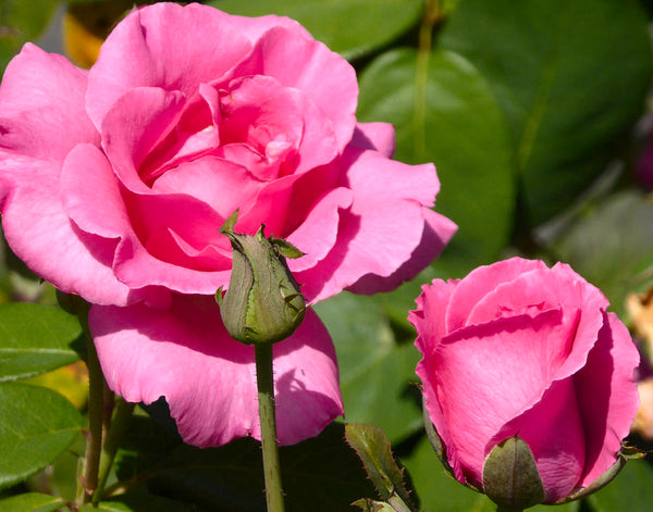 Rose Pink Princess