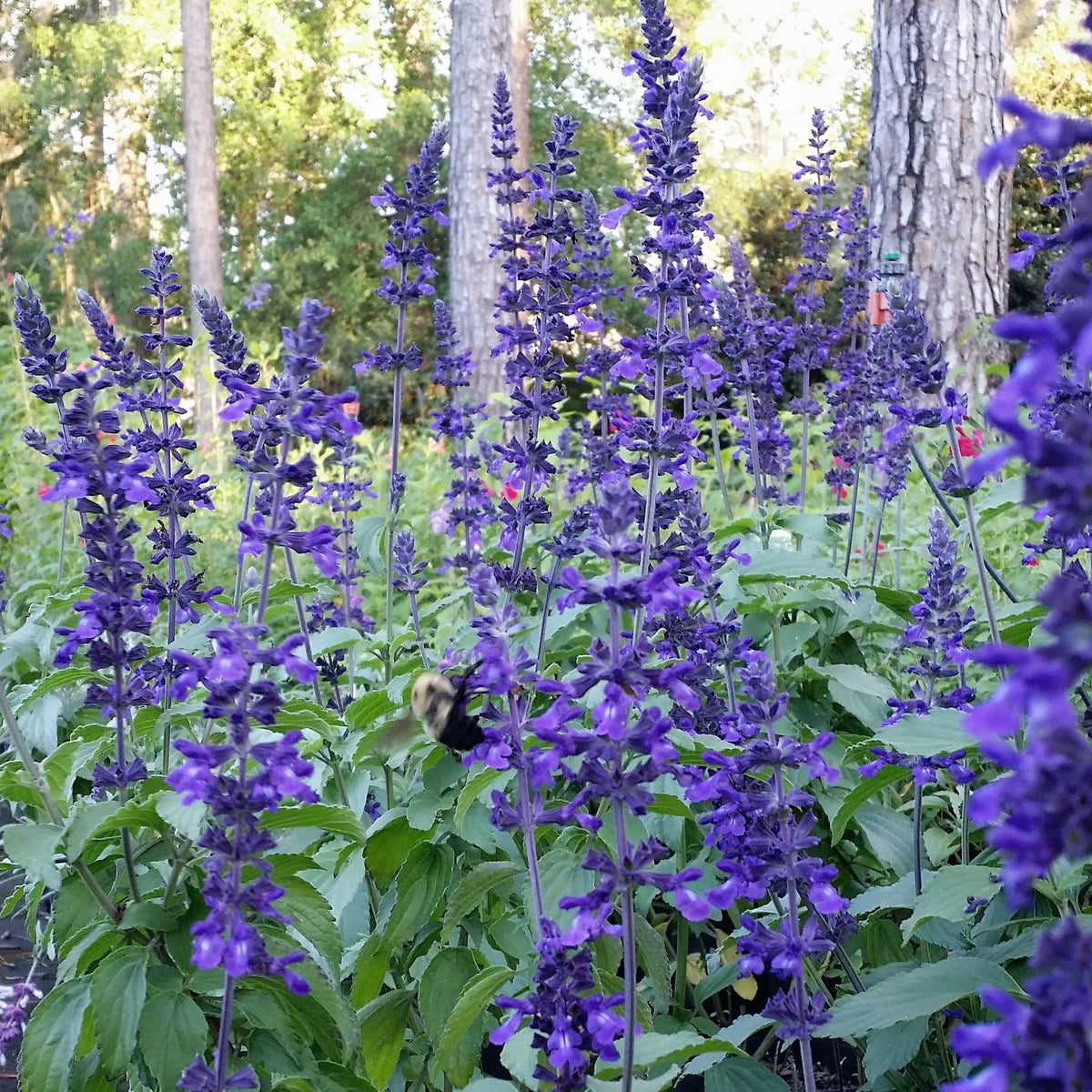 Salvia Indigo Spires – A4dibble Plants