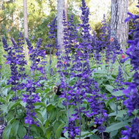 Salvia Indigo Spires