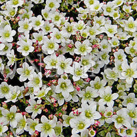 Saxifraga White  x 10 bare rooted plants