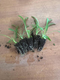 Scabiosa Ritz Blue x 10 bare rooted plants