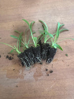 Scabiosa Moondance x 10 bare rooted