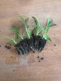 Scabiosa Moondance x 10 bare rooted