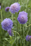Scabiosa Blue Cockade x 10 bare rooted plants