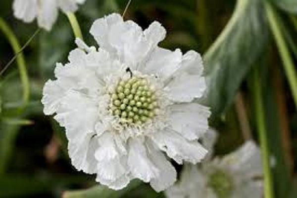 Scabiosa Fama White x 10 Bare rooted