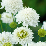 Scabiosa Snow Maiden x 10 bare rooted plants