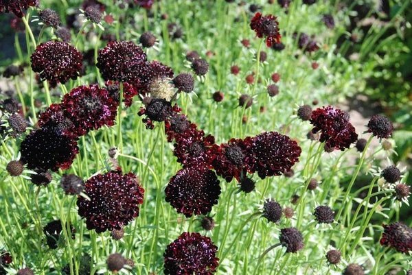 Scabiosa Black Knight x 10 Bare rooted plants