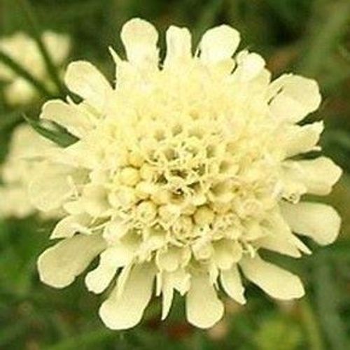 Scabiosa Moondance – A4dibble Plants