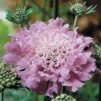 Scabiosa Pink x 10 bare rooted