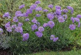 Scabiosa Ritz Blue x 10 bare rooted plants