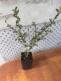 Serissa Japonica Snowflake