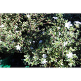 Serissa Japonica Snowflake