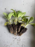 Stachys Byzantina - Lamb's Ear 'Fuzzy Wuzzy' (x10, bare rooted)