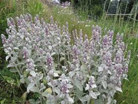 Stachys Byzantina - Lamb's Ear 'Fuzzy Wuzzy' (x10, bare rooted)