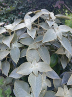 Strobilanthes Gossypinus