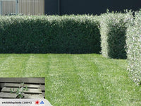 Teucrium Fruiticans (x50)