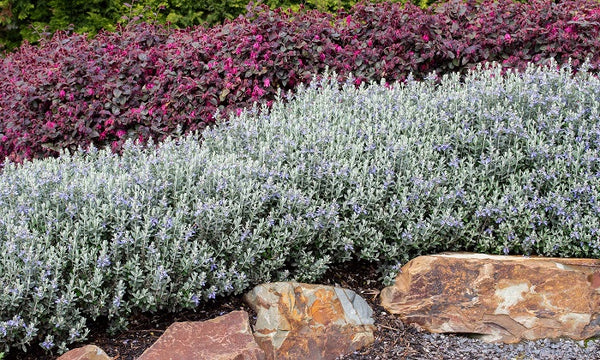 Teucrium Silver Box