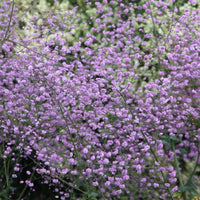 Thalictrum Delavayi