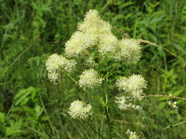 thalictrum lucidum