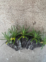 Armeria Morning Star White - Thrift x 10 bare rooted plants