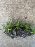 Armeria Morning Star White - Thrift x 10 bare rooted plants