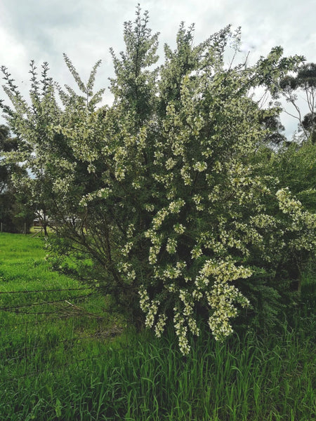 Tree Lucerne - Tagastase