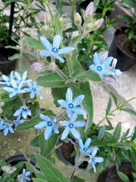 Tweedia caerula light blue
